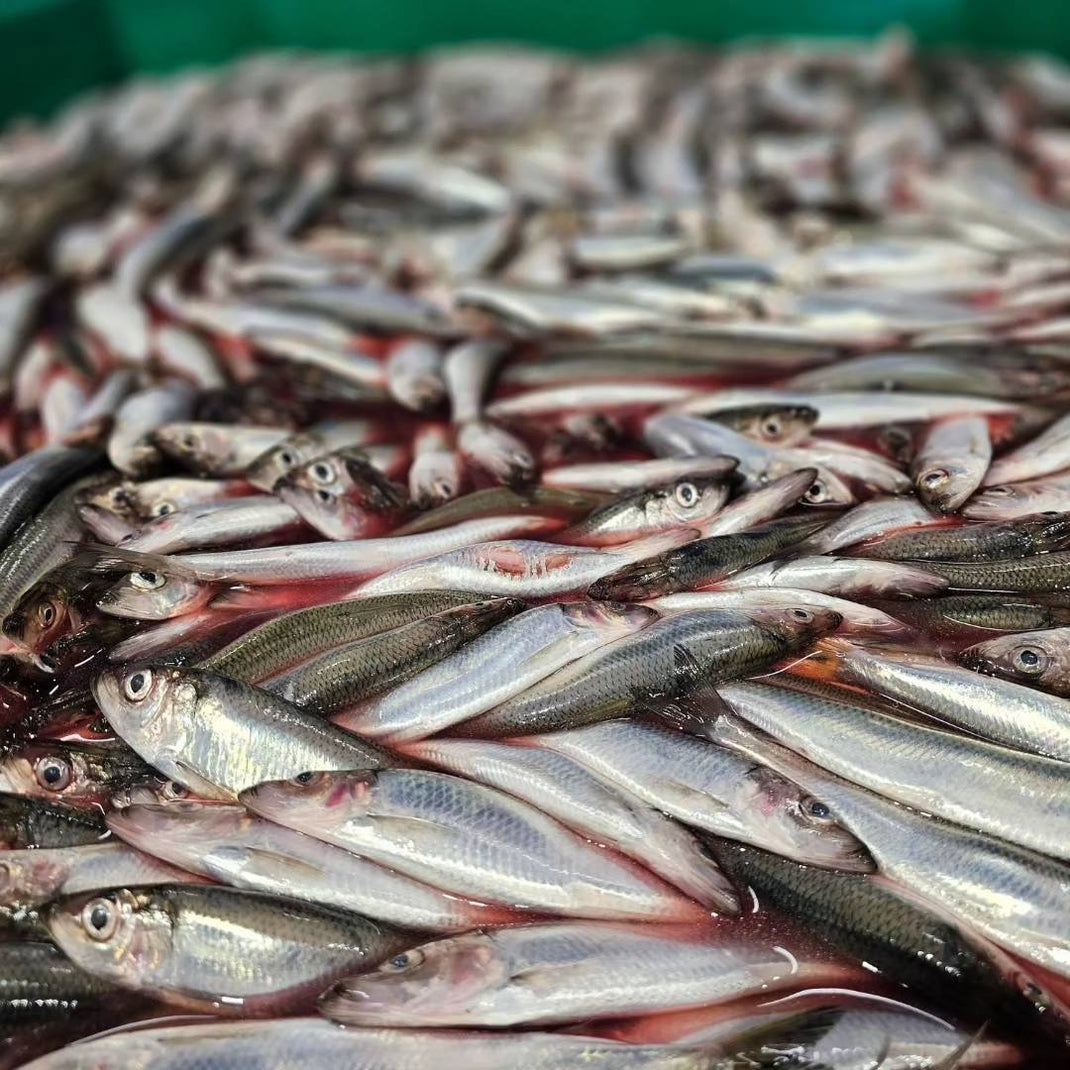 Tout sur le Surströmming – Surstromming.fr