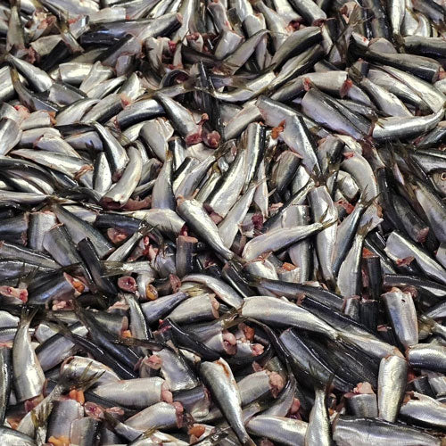 Surströmming Röda Ulven – Hareng fermenté suédois authentique